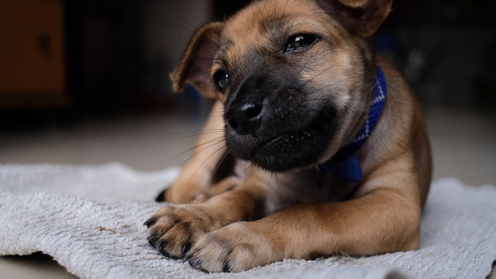 How Do I Choose the Best Antibiotic Cream for Dogs? I Pettable I ESA